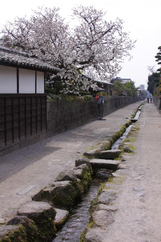 Shimabara Bukeyashiki (Samurai Residence) & Cherry Blossom 1